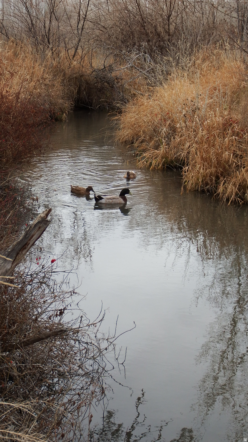 MARCELLA MEADOWS - Land