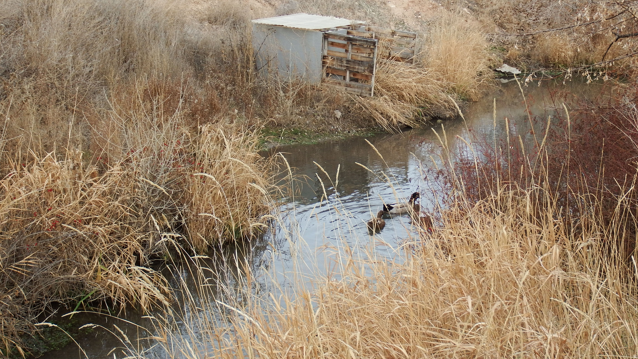 MARCELLA MEADOWS - Land