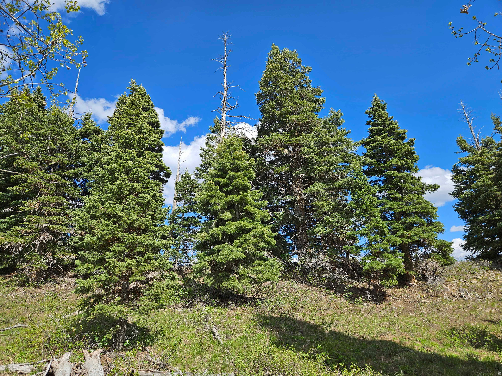 SKYLINE MTN RESORT - Land