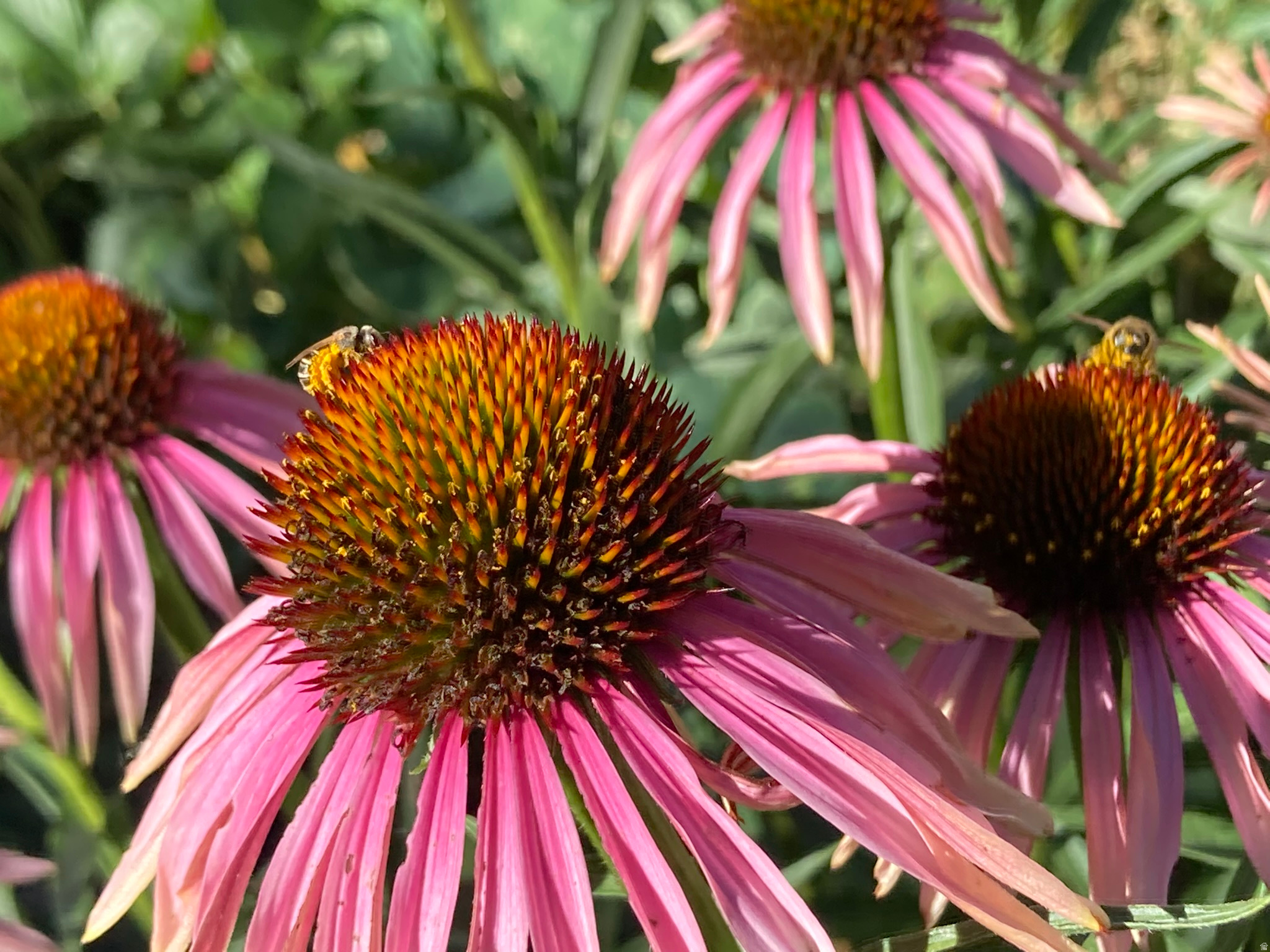 ROYLANCE FARMS - Residential Income