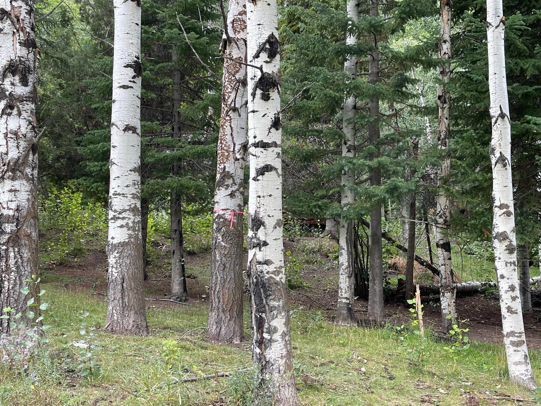 SHADYSIDE - Residential