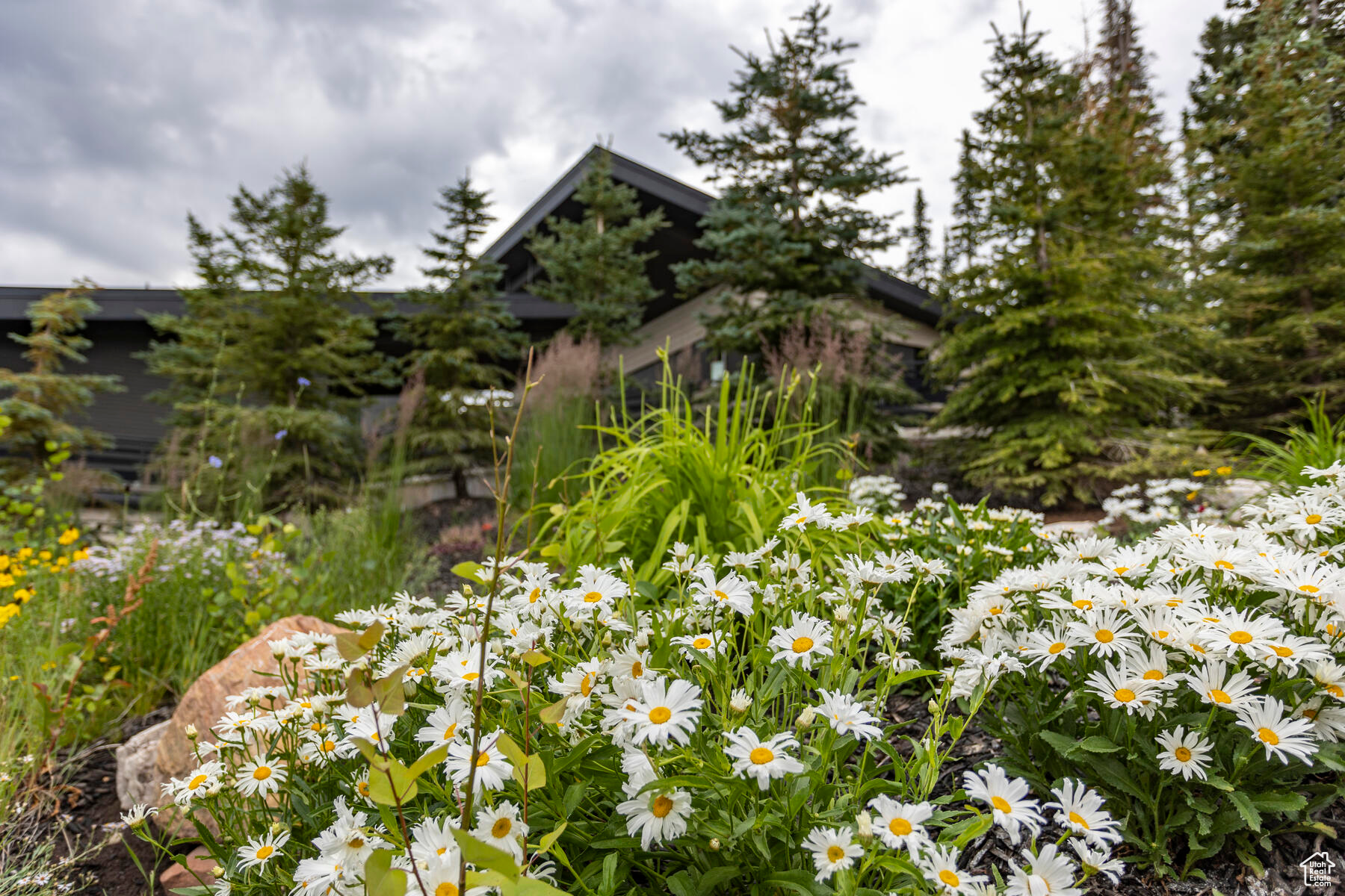 COLONY AT WHITE PINE - Residential