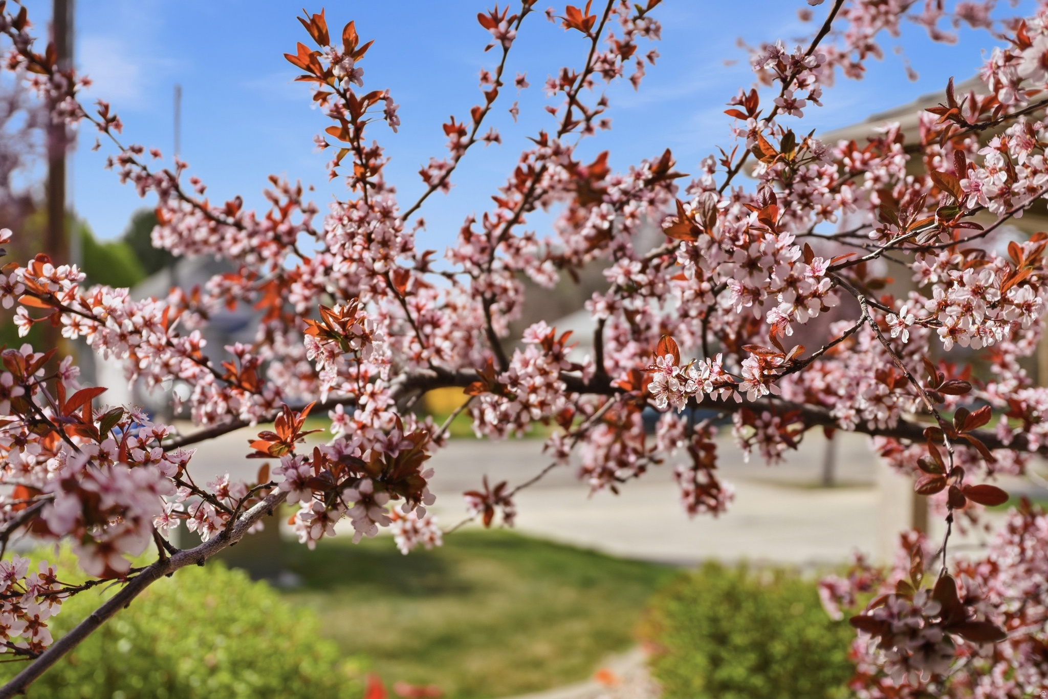 COURTYARD AT 1600 - Residential