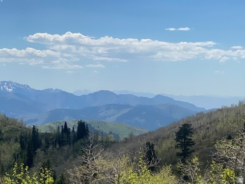 PINE MEADOWS - Land