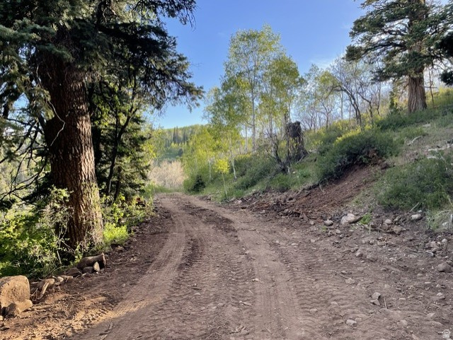 Unpaved road winding through a wooded landscape, featuring mature evergreen trees and deciduous saplings