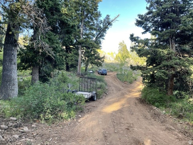 Natural wooded setting featuring a dirt road and abundant evergreen trees