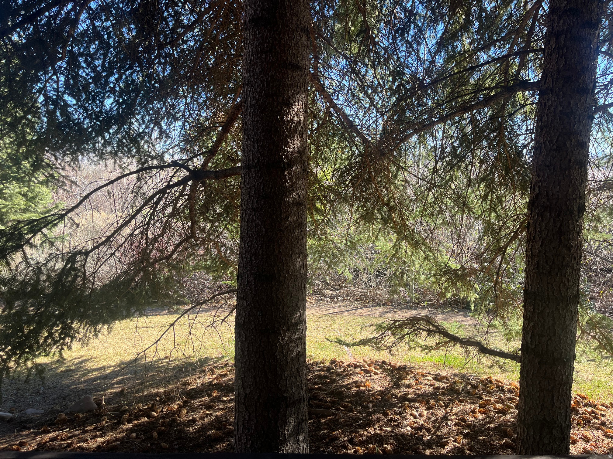 RED PINE CHALETS CONDO - Residential