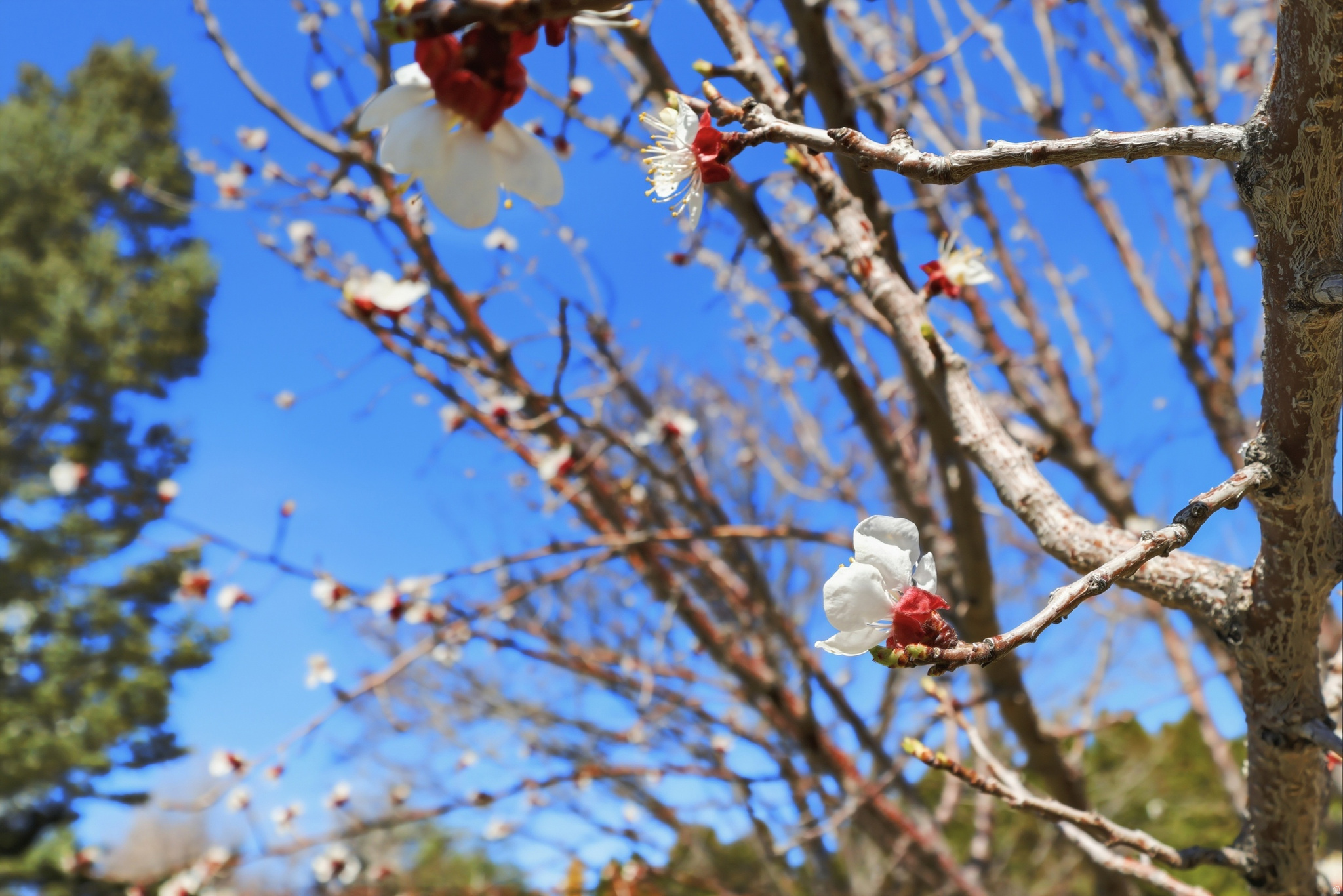 SUMMERWOOD - Residential