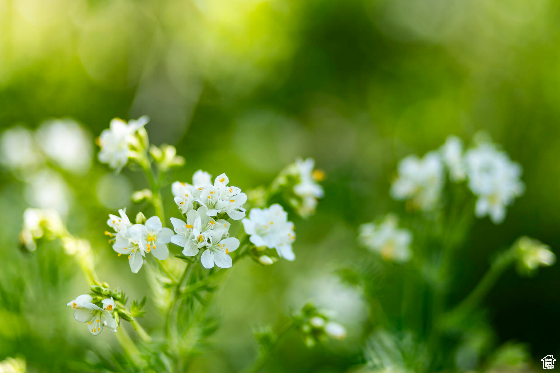 BRIGHTON ESTATES - Land