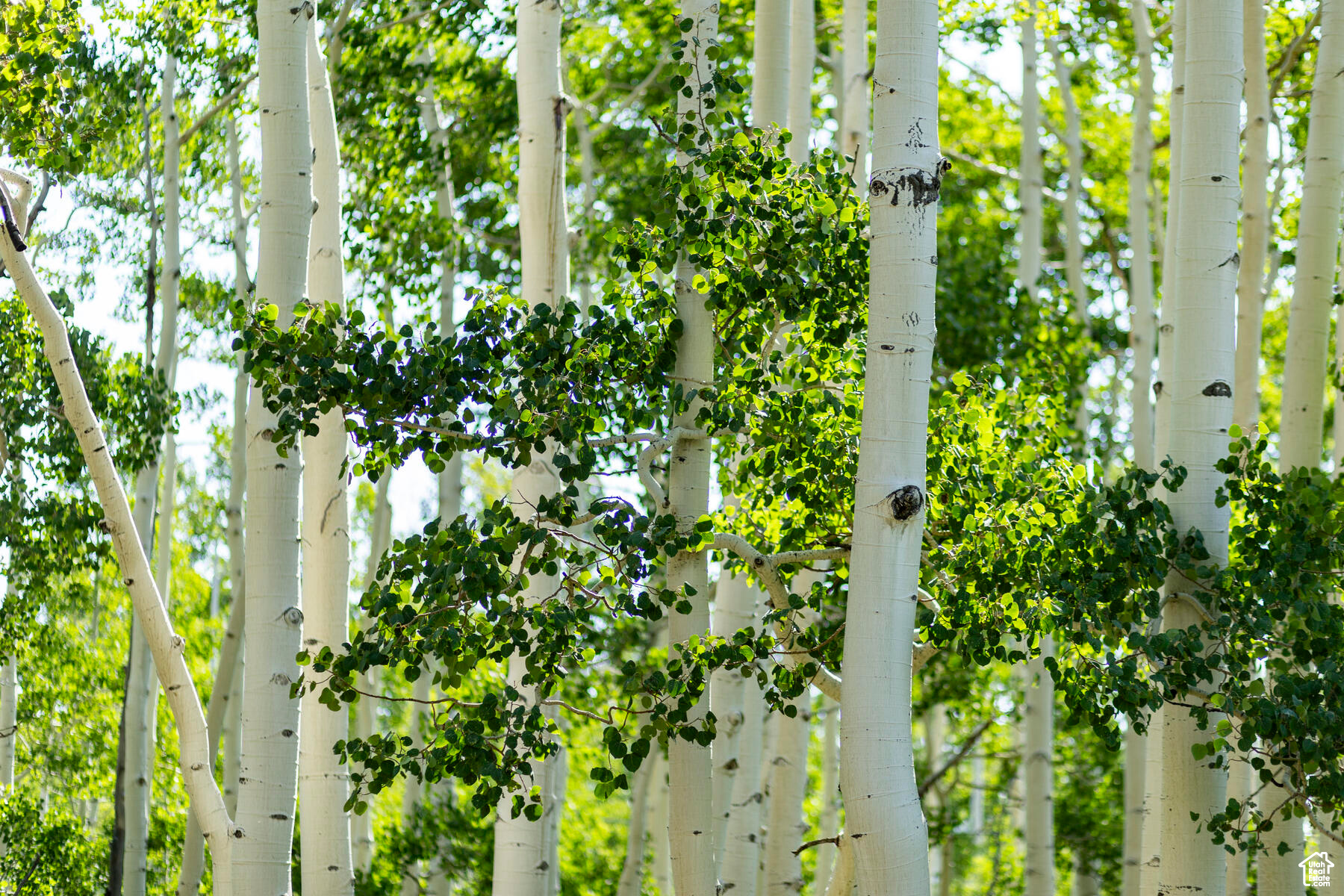 BRIGHTON ESTATES - Land