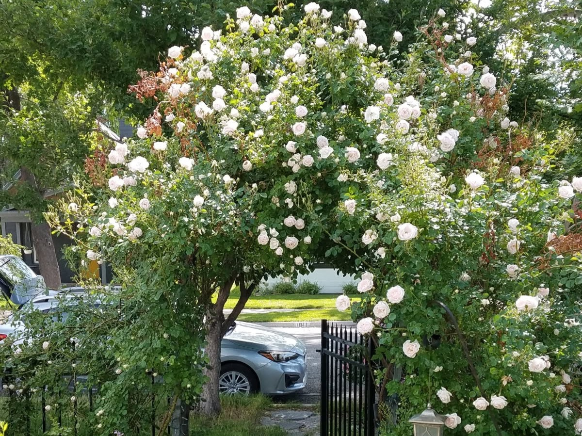 ALTA PLACE - Residential