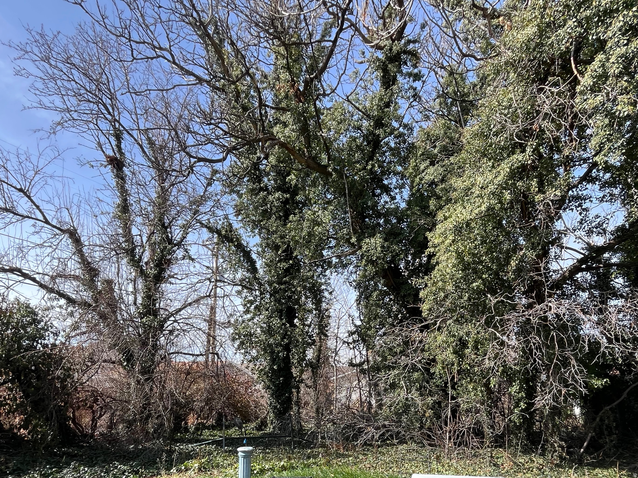 ALTA PLACE - Residential