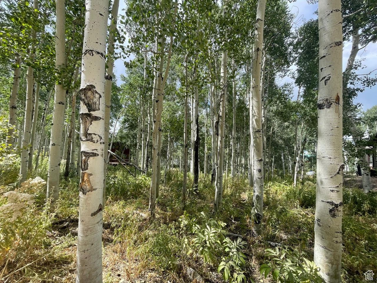 TIMBER LAKES - Land