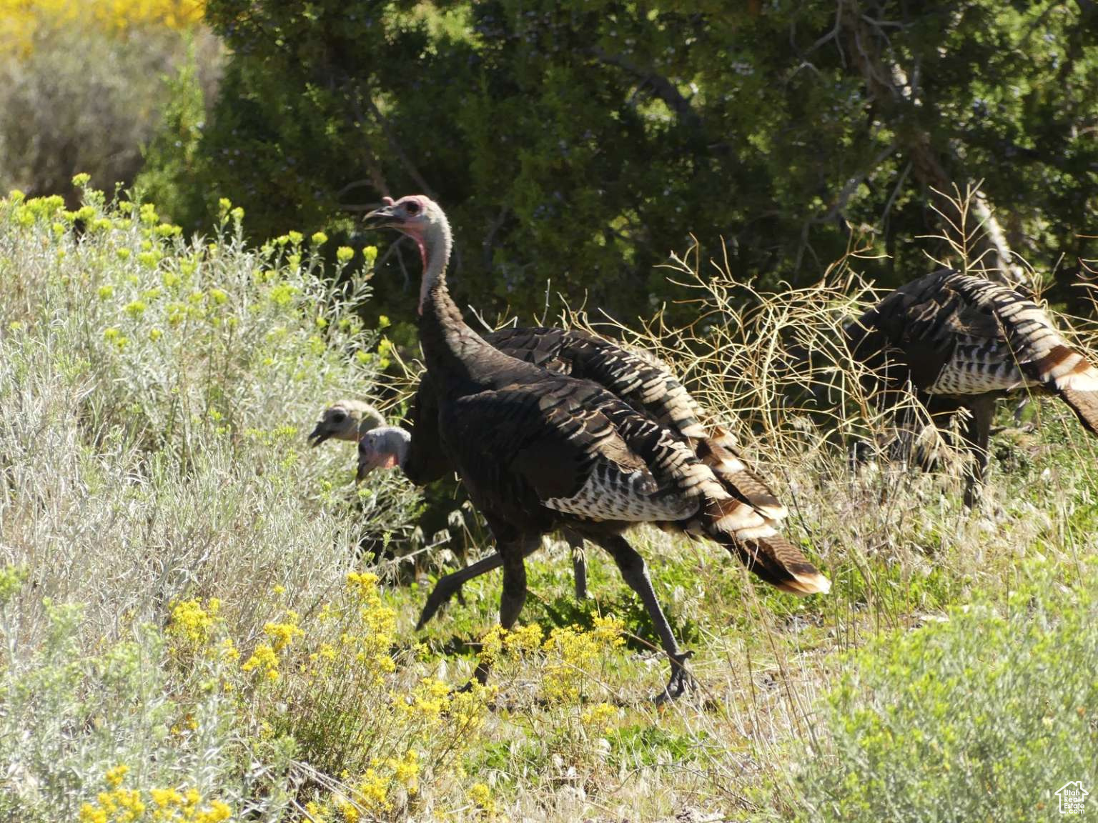 DIAMOND VALLEY ACRES - Residential