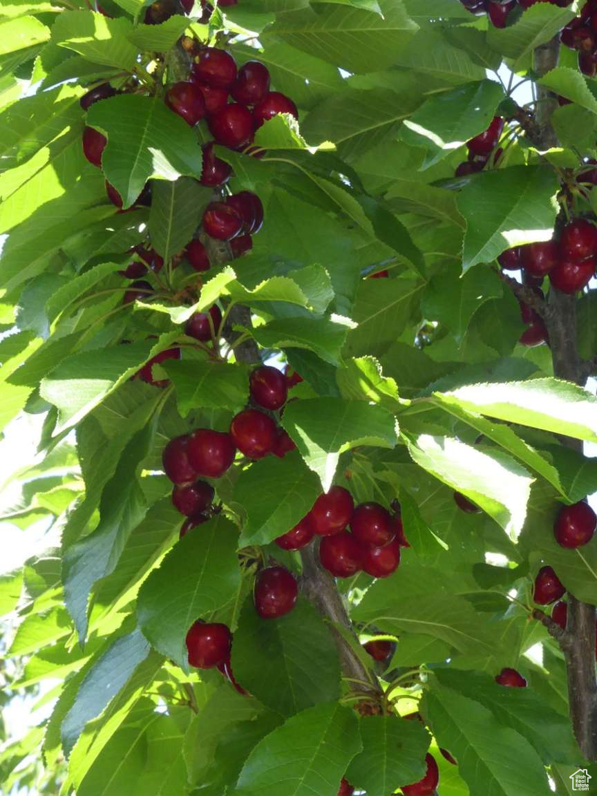 DIAMOND VALLEY ACRES - Residential