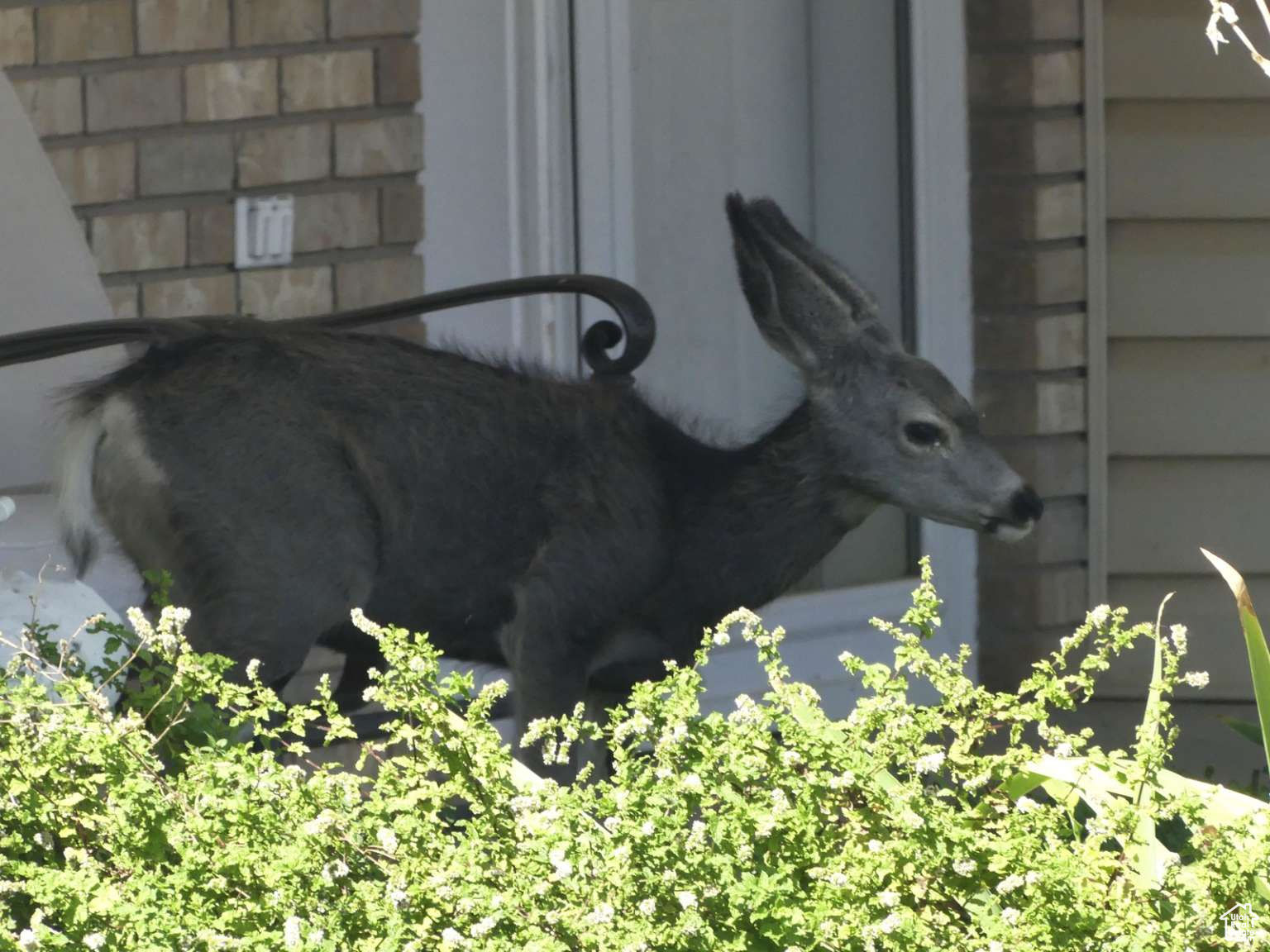 DIAMOND VALLEY ACRES - Residential