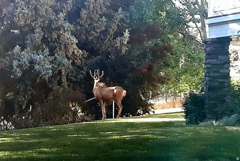 Tiny photo for 4122 IMPERIAL WAY, Provo, UT 84604 (MLS # 2174278)