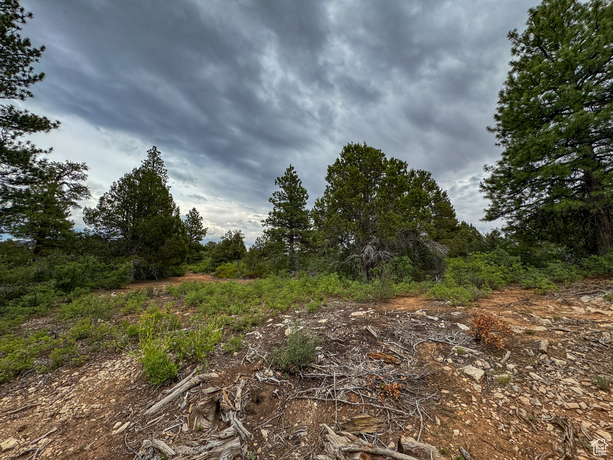 LITTLE PONDEROSA - Land