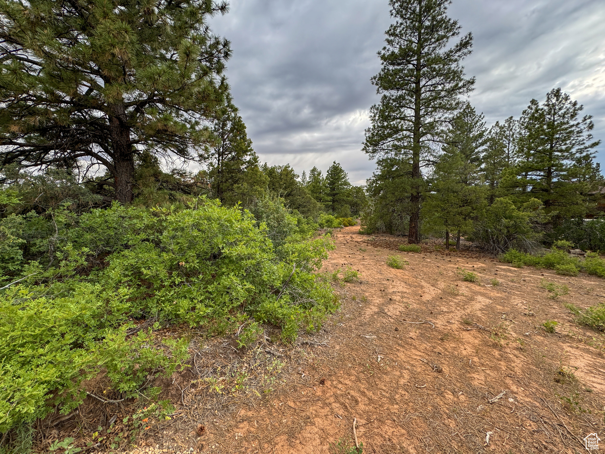 LITTLE PONDEROSA - Land