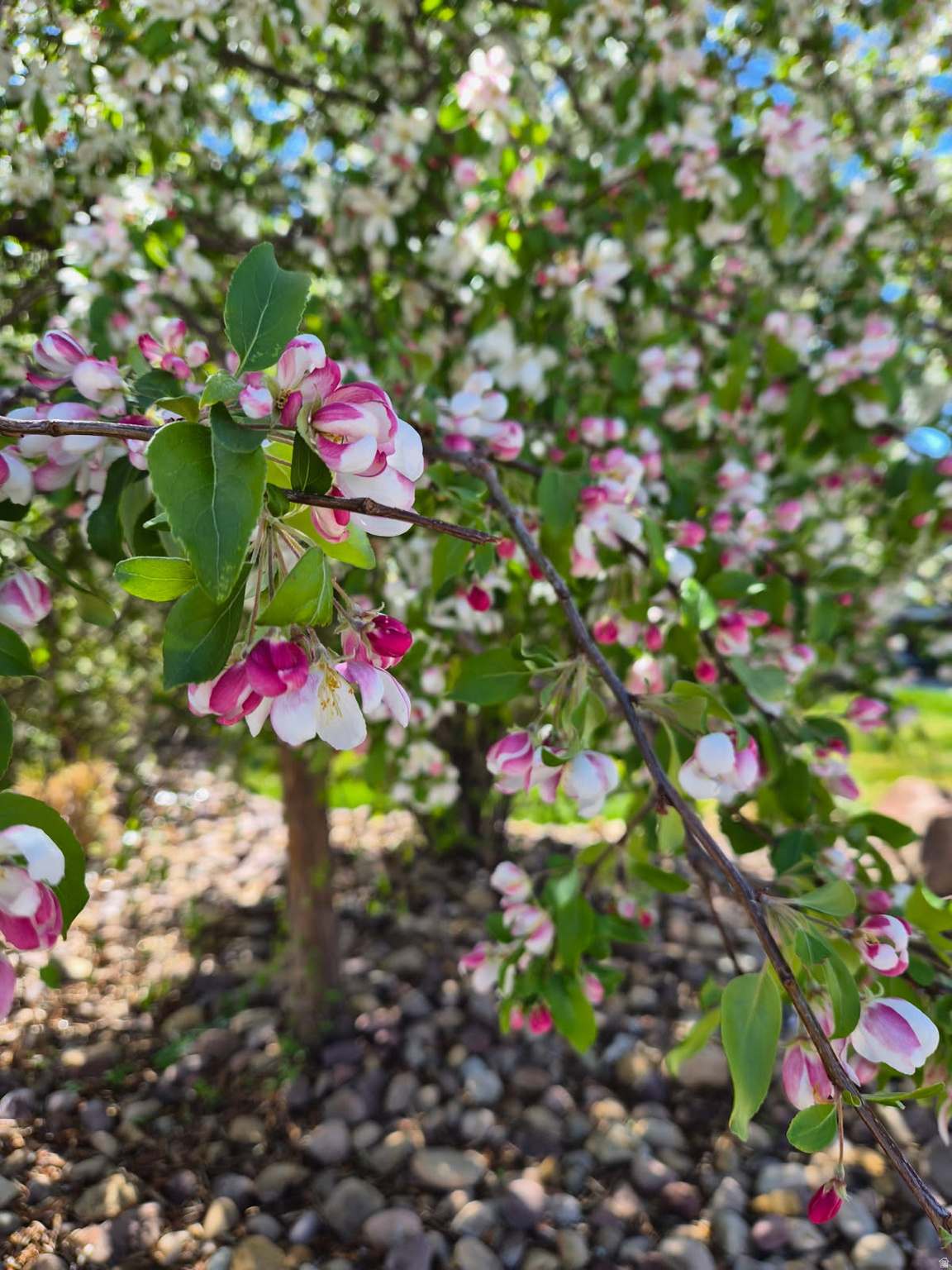 ROCK POINT SUBDIVISION - Residential