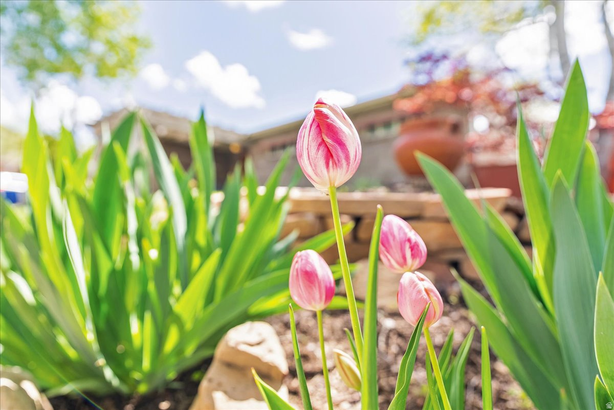 LAURELHURST - Residential