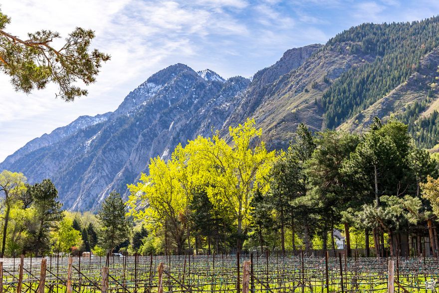 Located at the base of Little Cottonwood Canyon, The Estates at La Caille present an unparalleled opportunity to secure a buildable lot in one of the Valley's most prestigious enclaves. These expansive lots, paired with the freedom to select your own builder, offer buyers the chance to craft a truly custom legacy residence. With only a limited number of lots available, this represents a rare occasion to reside adjacent to the exquisite La Caille grounds. Lot 109 enjoys exceptional Little Cottonwood Canyon and mountain views from every angle. This property is centrally located, relatively flat with one of the smaller building envelopes in the development, and would be ideal for a lovely two-story residence. Ideally situated just minutes from Utah's premier recreational destinations-including the Cottonwoods, scenic hiking and biking trails, and world-class skiing-and less than 30 minutes from the vibrant heart of downtown Salt Lake City and the newly expanded International Airport, these lots deliver an exceptional blend of serene seclusion and convenient access.
