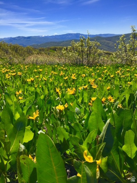 TOLLGATE CANYON - Residential