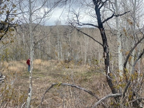 FOREST MEADOWS - Land