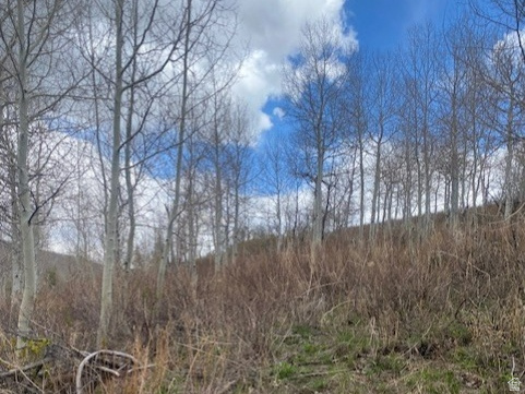 FOREST MEADOWS - Land