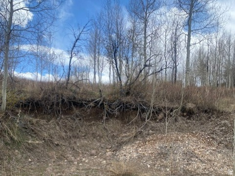 FOREST MEADOWS - Land