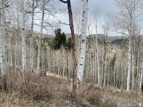 FOREST MEADOWS - Land