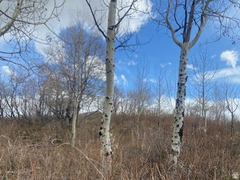 FOREST MEADOWS - Land