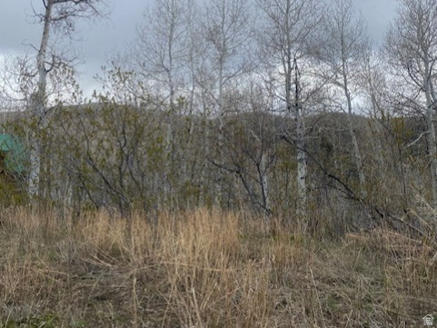 FOREST MEADOWS - Land