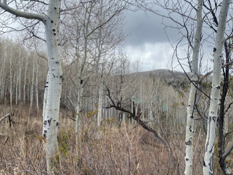 FOREST MEADOWS - Land