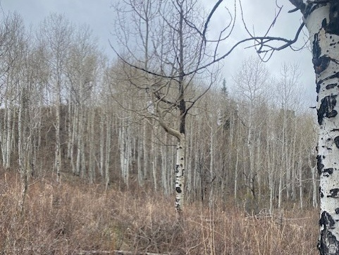 FOREST MEADOWS - Land