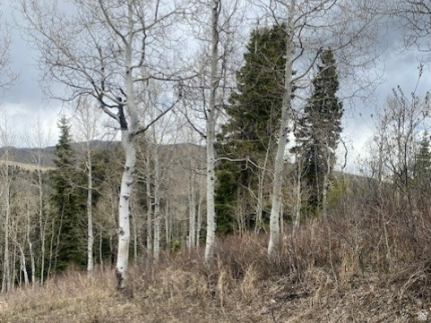 FOREST MEADOWS - Land