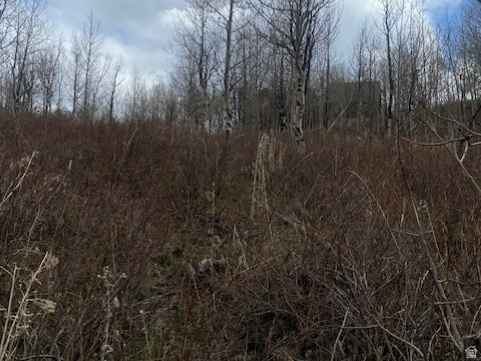 FOREST MEADOWS - Land