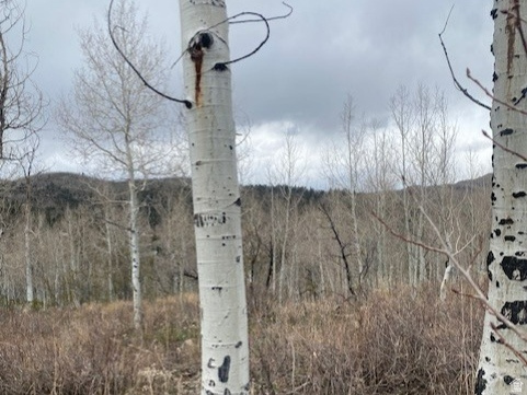 FOREST MEADOWS - Land