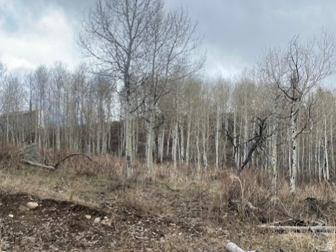 FOREST MEADOWS - Land