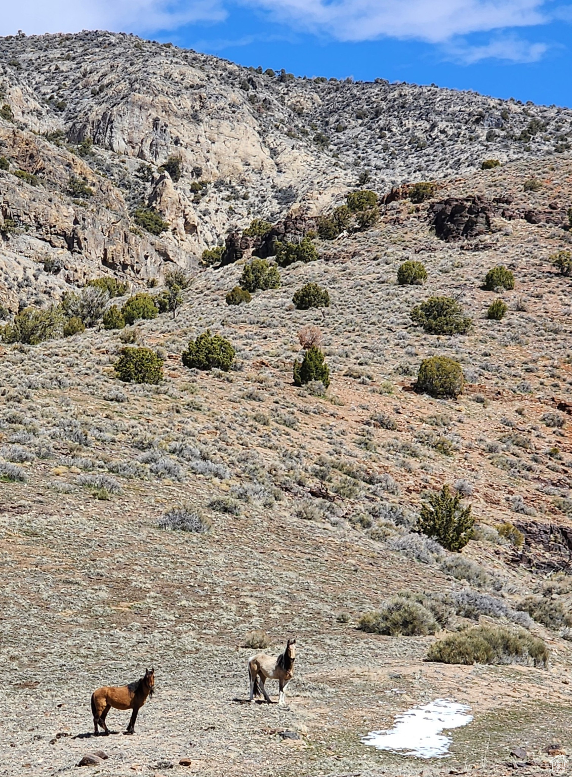 YOUNG PROPERTY - Residential