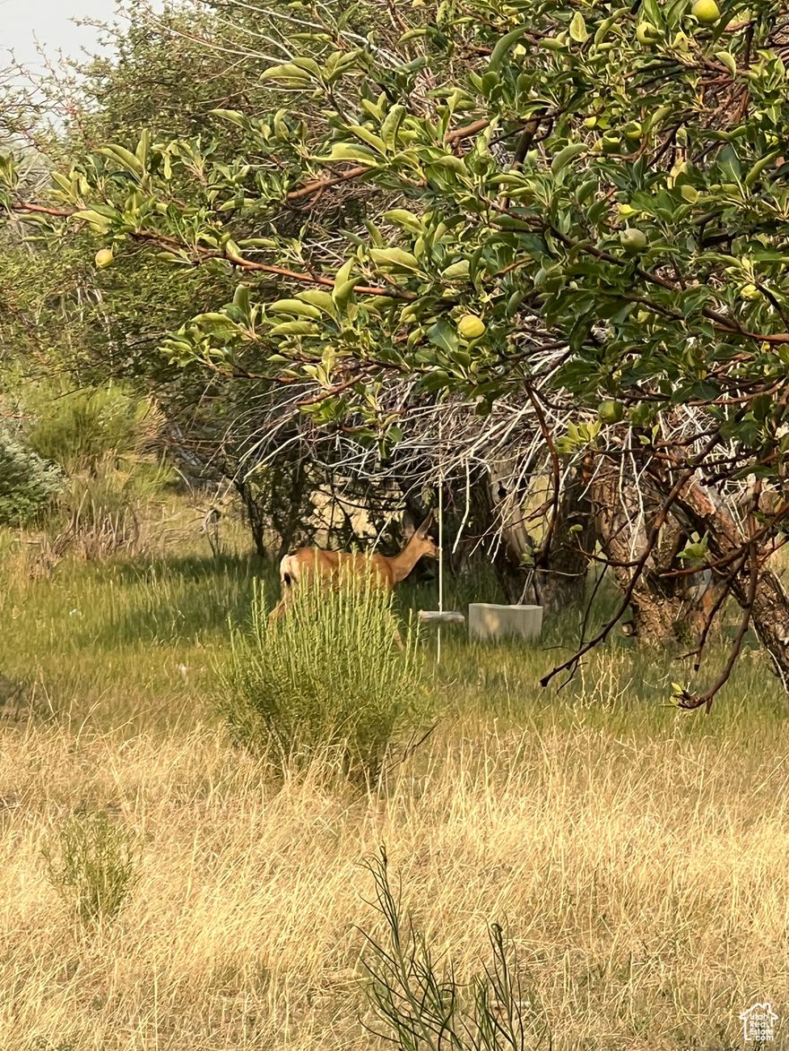 11.23 acres located in beautiful Tropic Utah just minutes from Bryce Canyon National Park, All kinds of possibilities with access to town water and power. Seller motivated!