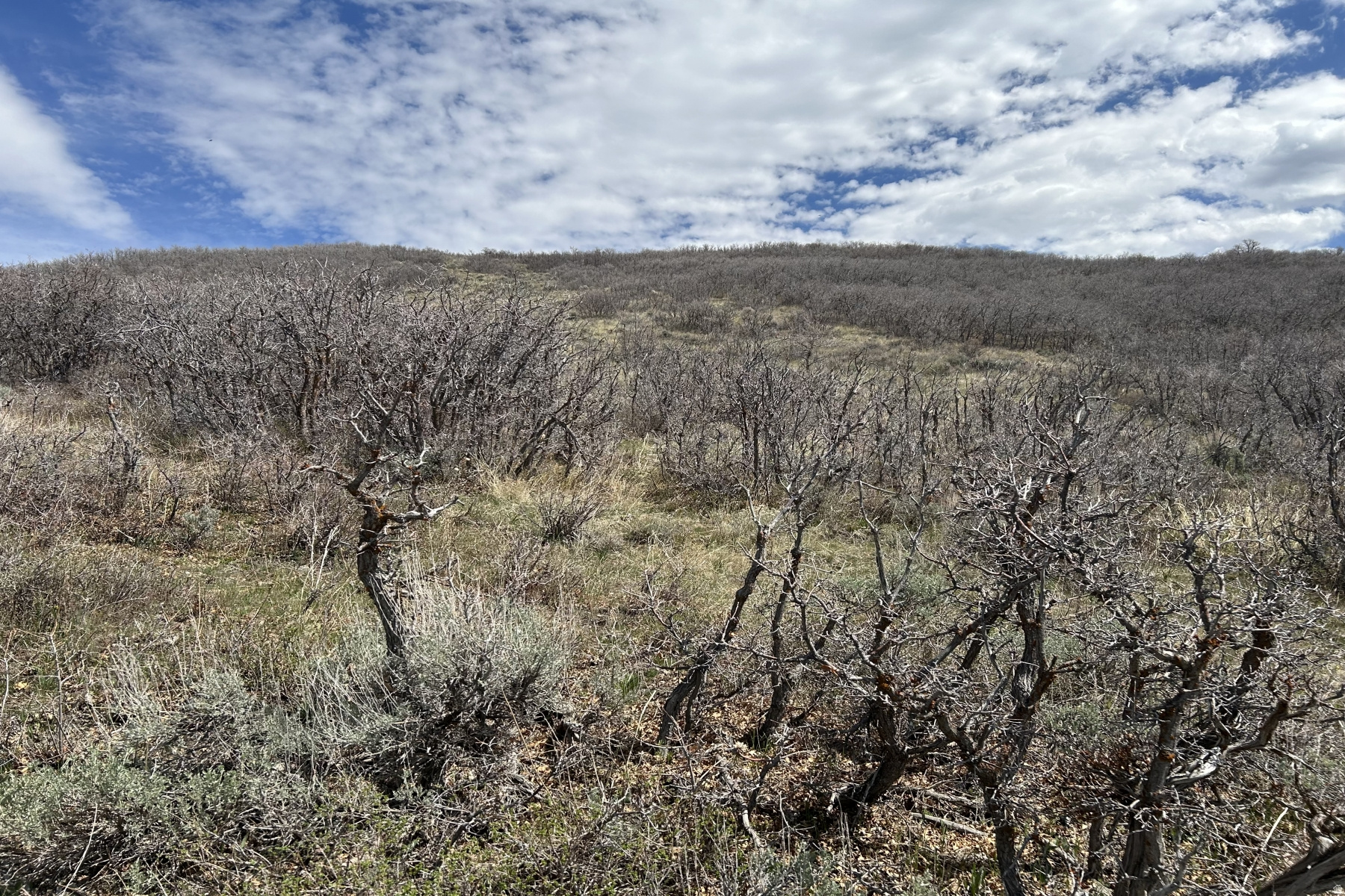 RANCHES AT THE PRESERVE - Land