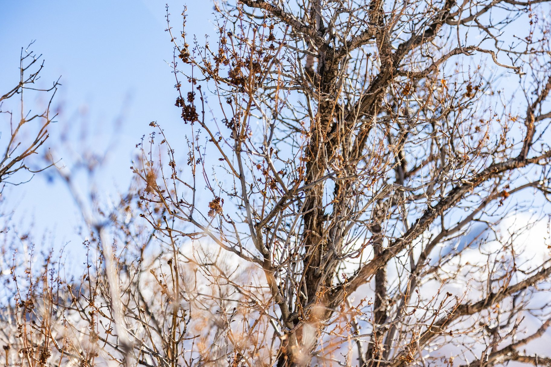 MAGNOLIA LANE - Land