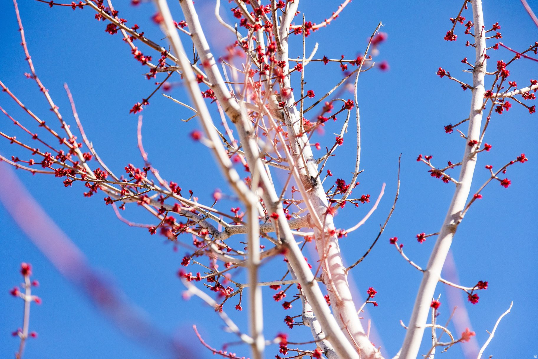 MAGNOLIA LANE - Land