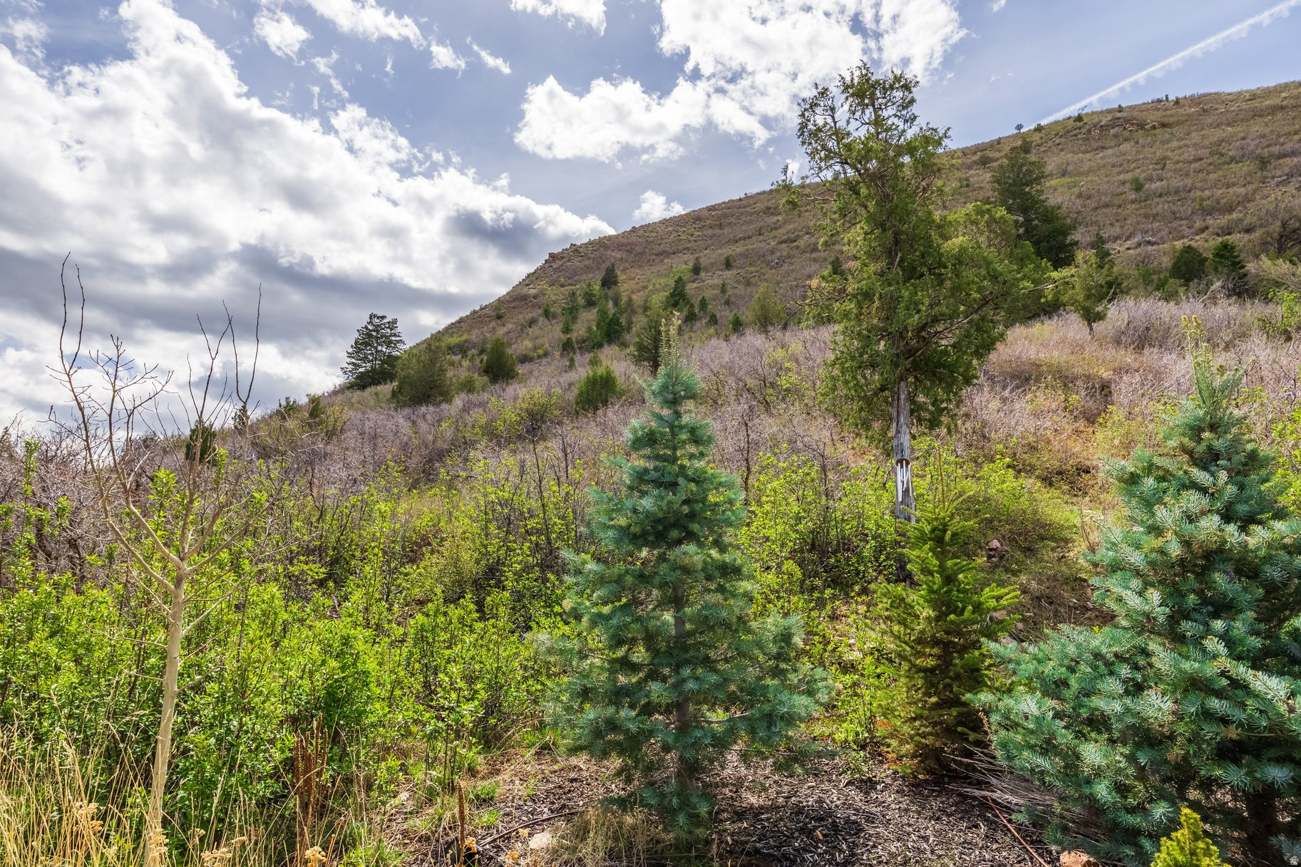 BEAVER CREEK AT KAMAS SUBDIVISION - Residential