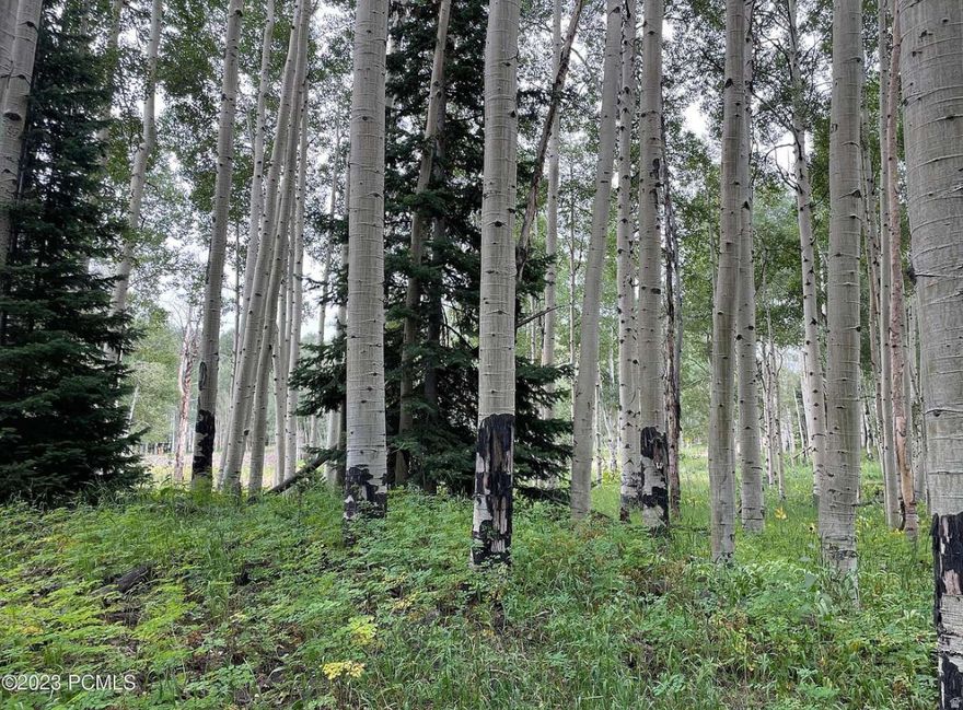 Stunning Upper-Mountain Lot in Timberlakes  Ready to Build! Escape to the serenity of Timberlakes with this exceptional uppermountain lot, perfectly positioned for your dream cabin or mountain retreat. Enjoy unmatched beauty and seclusion surrounded by towering pines, fresh mountain air, and breathtaking views. This lot is truly build-ready  a full survey, completed perc test, and approved septic plan are all included. Plus, thoughtfully designed cabin plans can come with the sale to help you get started right away. Whether you're looking for a peaceful getaway or a full-time mountain lifestyle, this property offers the ideal setting. Come walk the lot and experience the quiet majesty for yourself  photos can't do it justice.