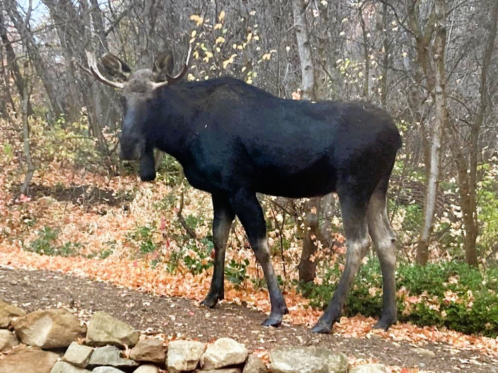 SKYLINE MOUNTAIN RESORT - Residential