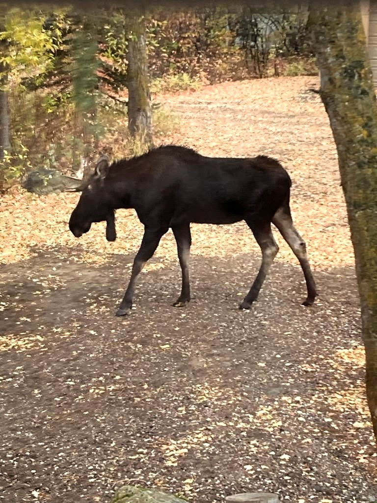 SKYLINE MOUNTAIN RESORT - Residential