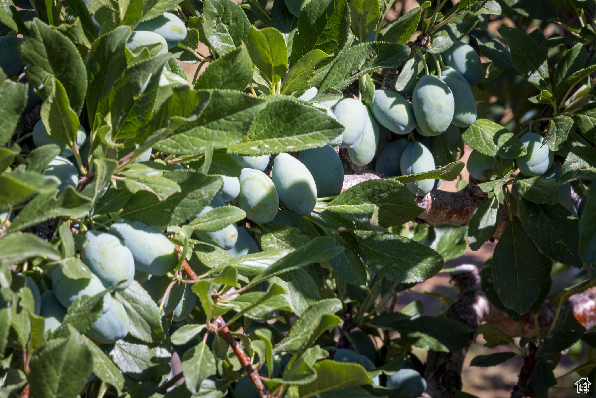 ELK MEADOWS - Residential