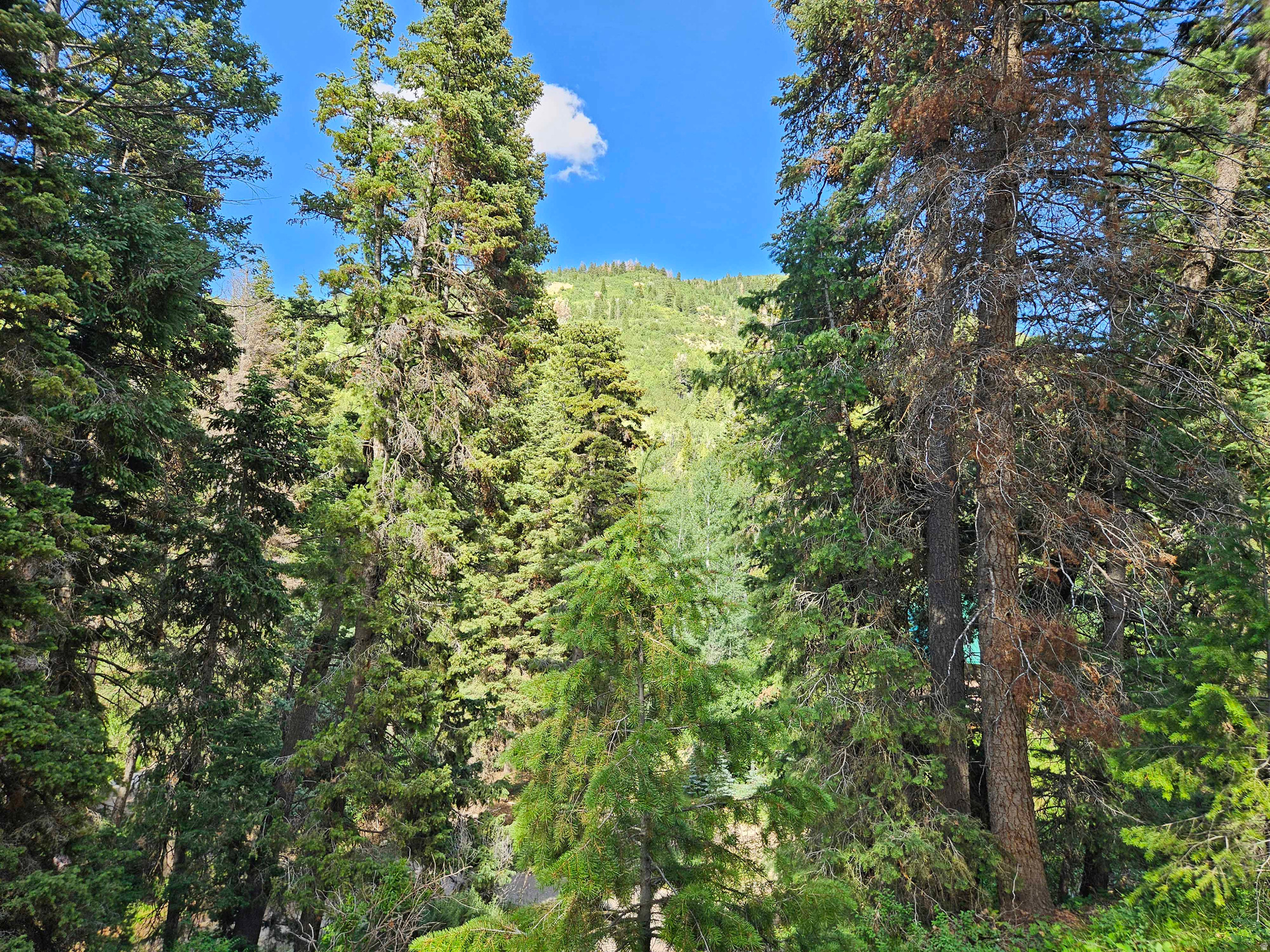 PINE CREEK ACRES - Land